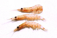 画像=南極オキアミ