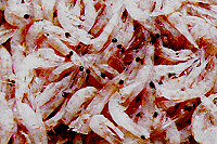 画像=南極オキアミ