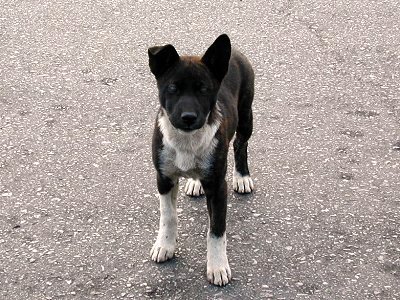 gallery-inu-04-07b.jpg
