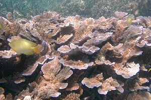 画像『渡嘉敷の海・その4』