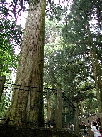 O Three Precious Trees