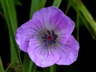 ԁEF@Blue flower