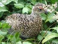 @Ptarmigan