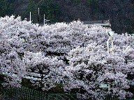 wZ Takato elementary school