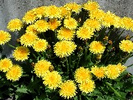 ^||@Dandelion