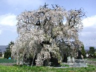 }@Prunus pendula