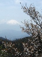 xmRƎR Mt.Fuji and cherry blossom