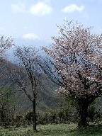 xmRƎR Mt.Fuji and cherry blossom