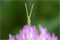 クリックでページへ