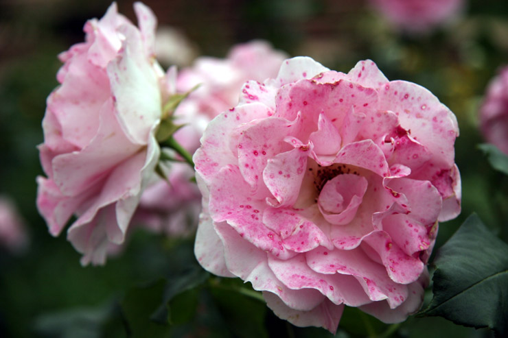 Pink French Lace