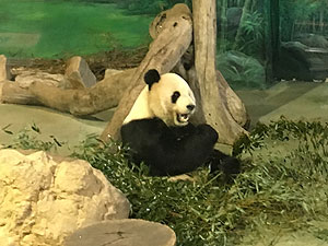台北市動物園、パンダ