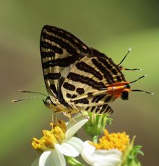 Spindasis kuyanianus / H?ՊD / qt^IcoiGhkjiGhkj
