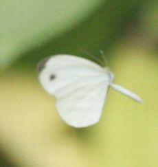 NeV`EiفEj