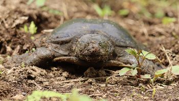 �X�b�|���i������L�O�����j