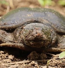 �X�b�|���i������L�O�����j