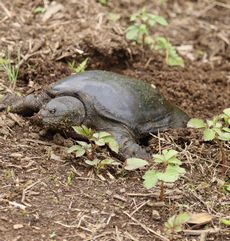 �X�b�|���i������L�O�����j