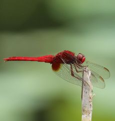 �V���E�W���E�g���{�i������L�O�����j