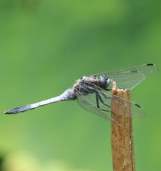 �V�I�J���g���{�i������L�O�����j