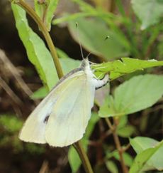 �����V���`���E�Y���i������L�O�����j