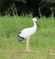 �R�E�m�g���E�f�R�C�i������L�O�����j