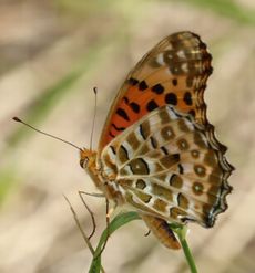 �c�}�O���q���E�������i������L�O�����j