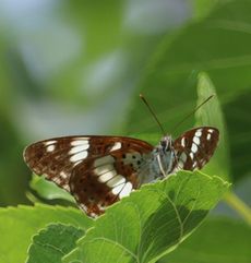 �C�`�����W�`���E�i������j