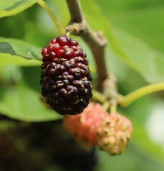 �K�̎��i������j