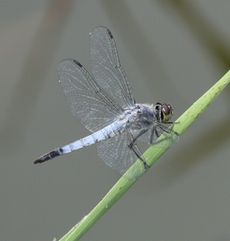 �R�t�L�g���{�i�����j