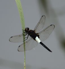 �R�V�A�L�g���{�i�����j