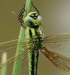 �A�I�����}�i�����j