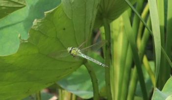 �A�I�����}���āi�����j