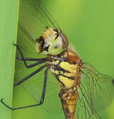 �A�L�A�J�l�i�����j