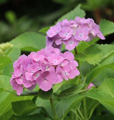 �A�W�T�C�i�����j