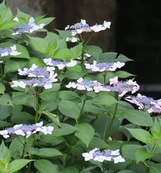 �A�W�T�C�i�����j