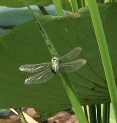 �A�I�����}���āi�����j