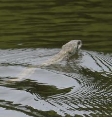 �A�I�_�C�V���E�i�����j