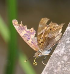 �R�����T�L�i�����j