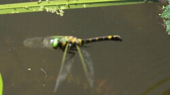 �I�I���}�g���{�Y�����āi�������j