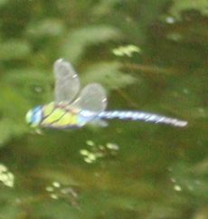 �N���X�W�M�������}�����āi�����j