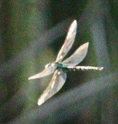 �A�I�����}���āi�����j