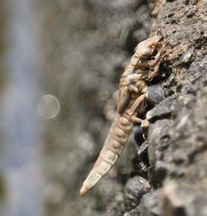 �i�S���T�i�G�H���O�̃��S�i�]�ː�j