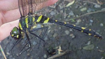 �I�I���}�g���{���i�������j