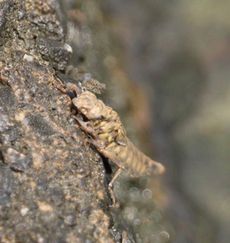 �i�S���T�i�G�H���O�̃��S�i�]�ː�j