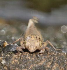 �i�S���T�i�G�H���O�̃��S�i�]�ː�j