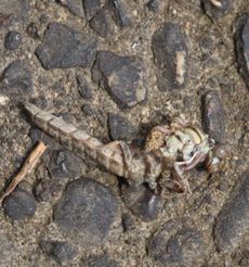 �i�S���T�i�G�H�����s�̐����i�]�ː�j