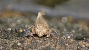 �i�S���T�i�G�H���O�̃��S�i�]�ː�j