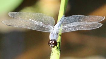 �R�t�L�g���{�i�����j