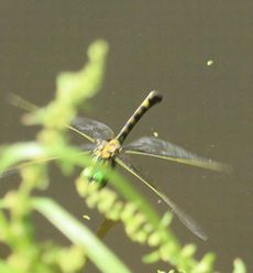 �I�I���}�g���{�Y�����āi�������j