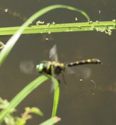 �I�I���}�g���{�Y�����āi�������j