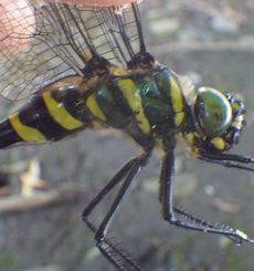 �I�I���}�g���{�ڎʁi�������j